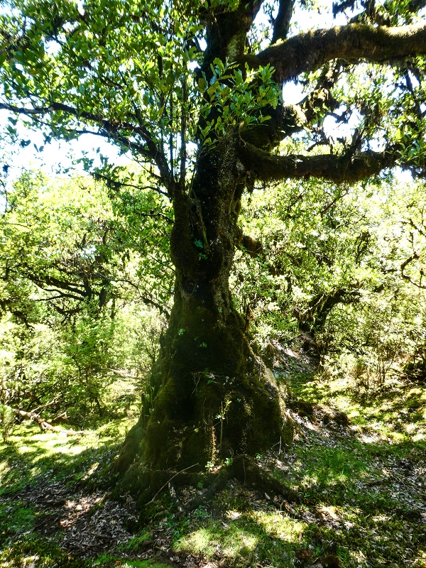 05.05.2019 Ribeira Funda - Vereda dos Castanheiros - Fanal - Levada dos Cedros - Tranquada - Ribeira Funda — Seguindo na íngreme Vereda dos Castanheiros — foto 18