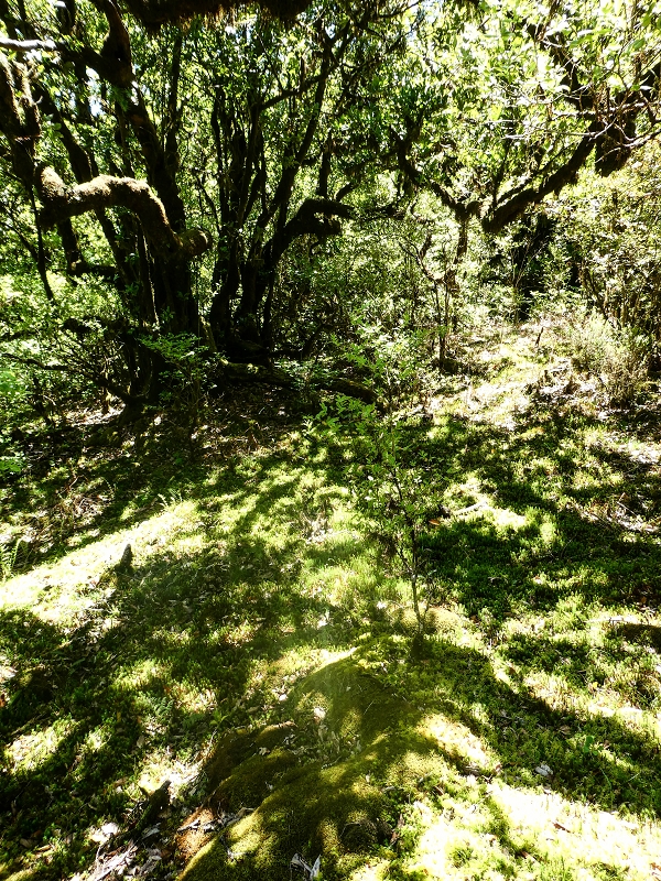 05.05.2019 Ribeira Funda - Vereda dos Castanheiros - Fanal - Levada dos Cedros - Tranquada - Ribeira Funda — Seguindo na íngreme Vereda dos Castanheiros — foto 19