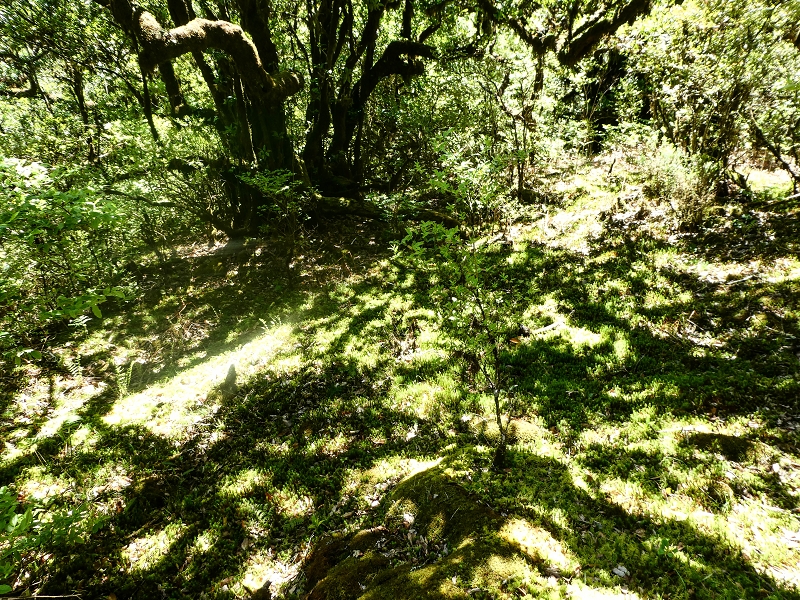 05.05.2019 Ribeira Funda - Vereda dos Castanheiros - Fanal - Levada dos Cedros - Tranquada - Ribeira Funda — Seguindo na íngreme Vereda dos Castanheiros — foto 20