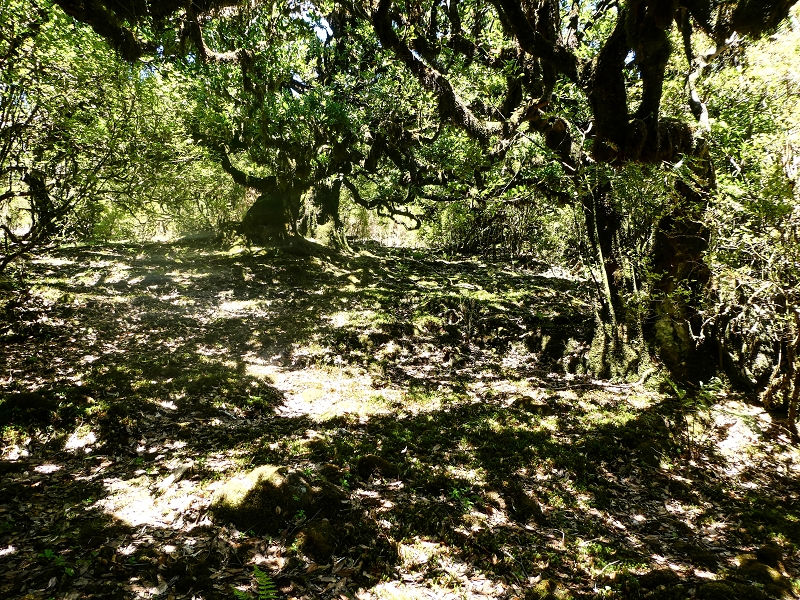 05.05.2019 Ribeira Funda - Vereda dos Castanheiros - Fanal - Levada dos Cedros - Tranquada - Ribeira Funda — Seguindo na íngreme Vereda dos Castanheiros — foto 21