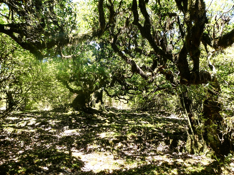 05.05.2019 Ribeira Funda - Vereda dos Castanheiros - Fanal - Levada dos Cedros - Tranquada - Ribeira Funda — Seguindo na íngreme Vereda dos Castanheiros — foto 22