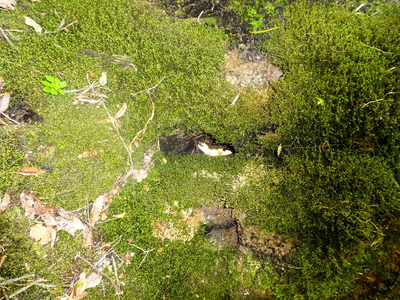 05.05.2019 Ribeira Funda - Vereda dos Castanheiros - Fanal - Levada dos Cedros - Tranquada - Ribeira Funda — Seguindo na íngreme Vereda dos Castanheiros — foto 23