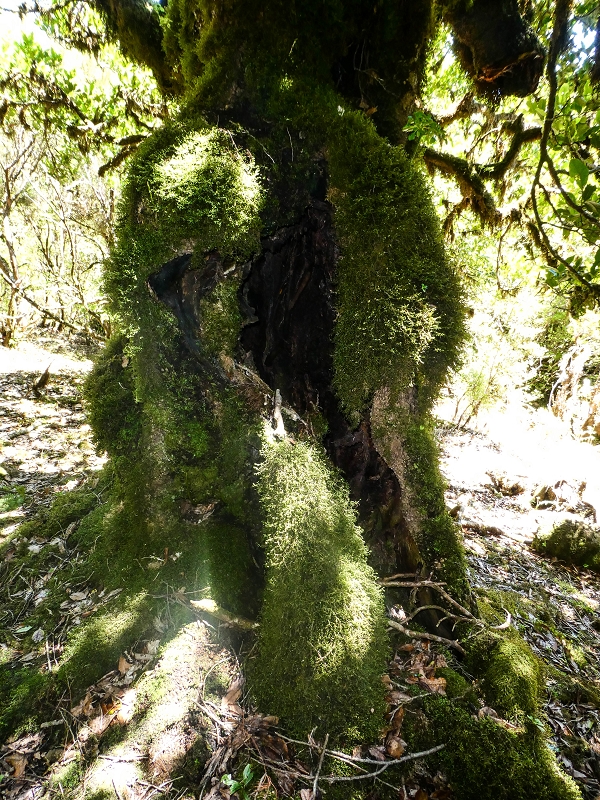 05.05.2019 Ribeira Funda - Vereda dos Castanheiros - Fanal - Levada dos Cedros - Tranquada - Ribeira Funda — Seguindo na íngreme Vereda dos Castanheiros — foto 24