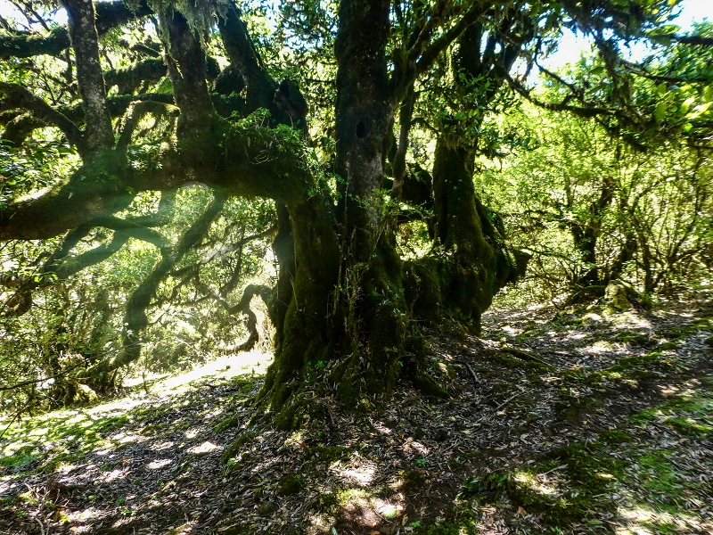 05.05.2019 Ribeira Funda - Vereda dos Castanheiros - Fanal - Levada dos Cedros - Tranquada - Ribeira Funda — Seguindo na íngreme Vereda dos Castanheiros — foto 25