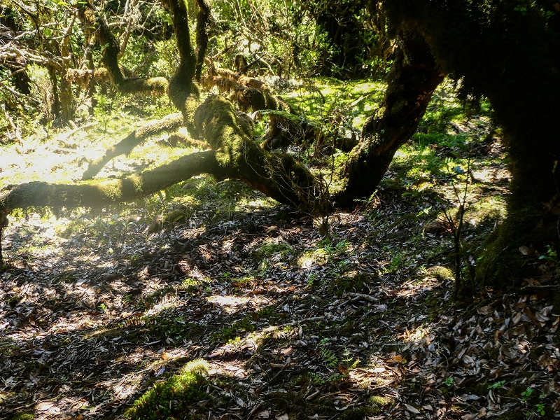 05.05.2019 Ribeira Funda - Vereda dos Castanheiros - Fanal - Levada dos Cedros - Tranquada - Ribeira Funda — Seguindo na íngreme Vereda dos Castanheiros — foto 26