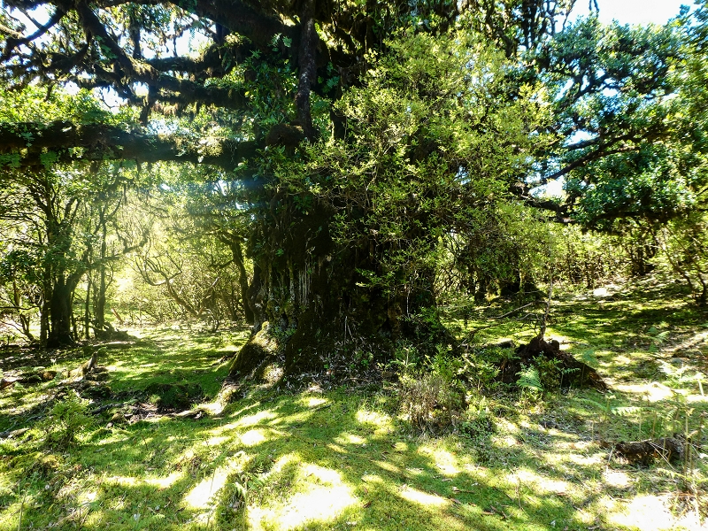 05.05.2019 Ribeira Funda - Vereda dos Castanheiros - Fanal - Levada dos Cedros - Tranquada - Ribeira Funda — Seguindo na íngreme Vereda dos Castanheiros — foto 27