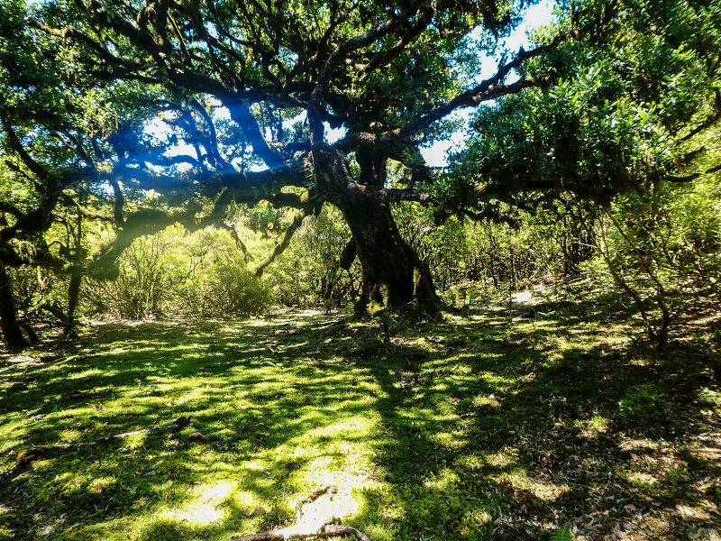 05.05.2019 Ribeira Funda - Vereda dos Castanheiros - Fanal - Levada dos Cedros - Tranquada - Ribeira Funda — Seguindo na íngreme Vereda dos Castanheiros — foto 28
