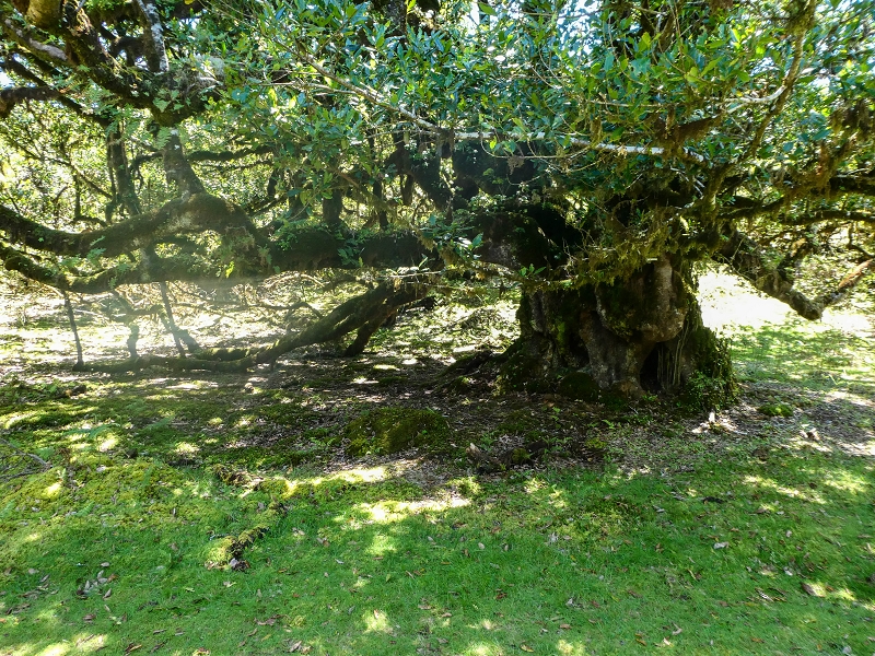 05.05.2019 Ribeira Funda - Vereda dos Castanheiros - Fanal - Levada dos Cedros - Tranquada - Ribeira Funda — Seguindo na íngreme Vereda dos Castanheiros — foto 29