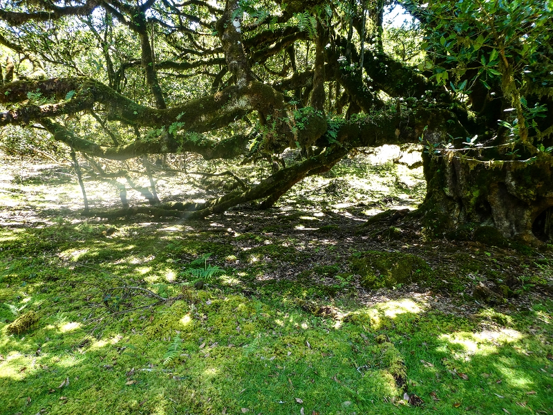 05.05.2019 Ribeira Funda - Vereda dos Castanheiros - Fanal - Levada dos Cedros - Tranquada - Ribeira Funda — Seguindo na íngreme Vereda dos Castanheiros — foto 30