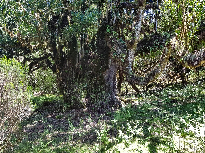 05.05.2019 Ribeira Funda - Vereda dos Castanheiros - Fanal - Levada dos Cedros - Tranquada - Ribeira Funda — Seguindo na íngreme Vereda dos Castanheiros — foto 32