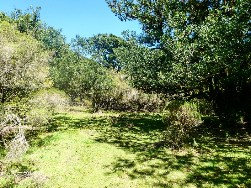 05.05.2019 Ribeira Funda - Vereda dos Castanheiros - Fanal - Levada dos Cedros - Tranquada - Ribeira Funda — Seguindo na íngreme Vereda dos Castanheiros — foto 33