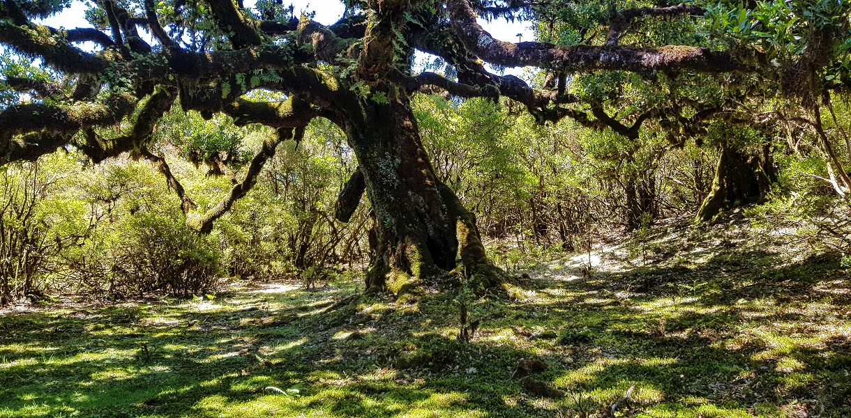 05.05.2019 Ribeira Funda - Vereda dos Castanheiros - Fanal - Levada dos Cedros - Tranquada - Ribeira Funda — Seguindo na íngreme Vereda dos Castanheiros — foto 34