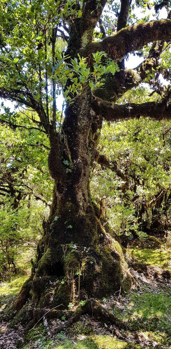 05.05.2019 Ribeira Funda - Vereda dos Castanheiros - Fanal - Levada dos Cedros - Tranquada - Ribeira Funda — Seguindo na íngreme Vereda dos Castanheiros — foto 35
