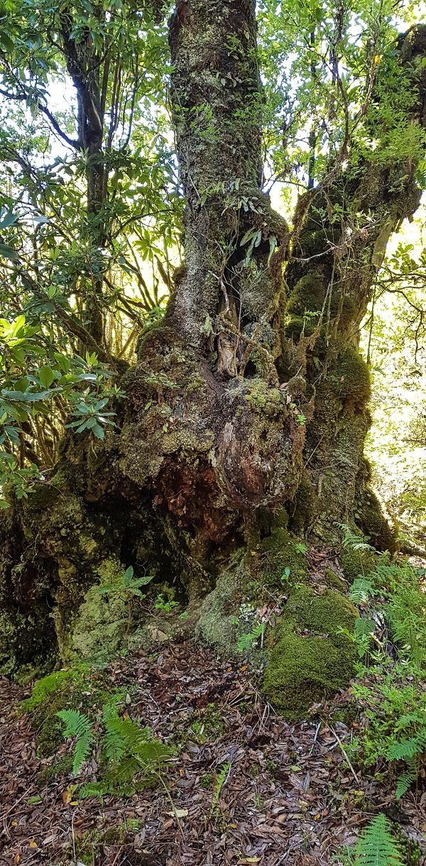 05.05.2019 Ribeira Funda - Vereda dos Castanheiros - Fanal - Levada dos Cedros - Tranquada - Ribeira Funda — Seguindo na íngreme Vereda dos Castanheiros — foto 36