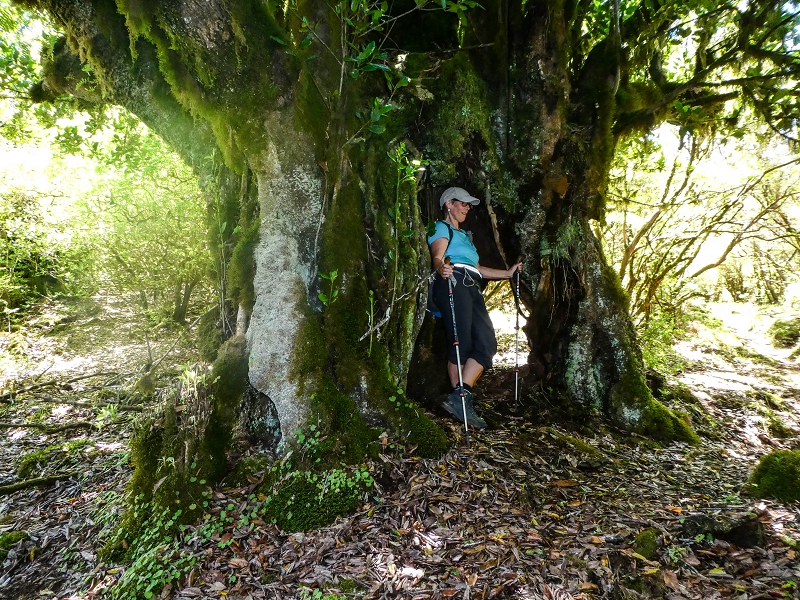 05.05.2019 Ribeira Funda - Vereda dos Castanheiros - Fanal - Levada dos Cedros - Tranquada - Ribeira Funda — Seguindo na íngreme Vereda dos Castanheiros — foto 37