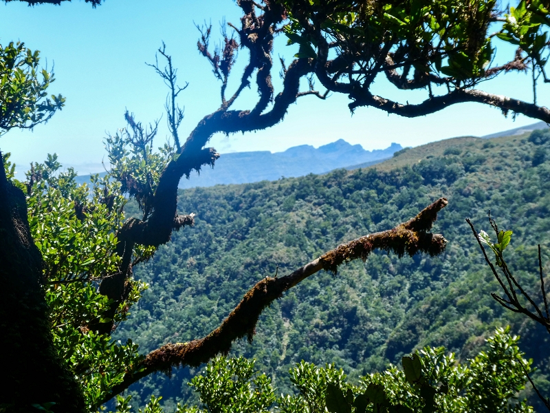 05.05.2019 Ribeira Funda - Vereda dos Castanheiros - Fanal - Levada dos Cedros - Tranquada - Ribeira Funda — Seguindo na íngreme Vereda dos Castanheiros — foto 38