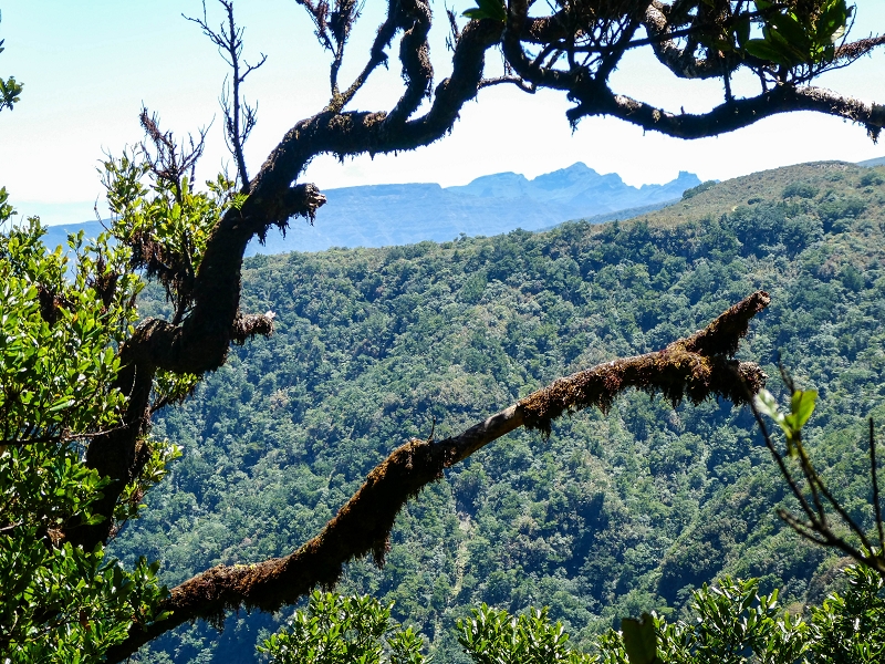 05.05.2019 Ribeira Funda - Vereda dos Castanheiros - Fanal - Levada dos Cedros - Tranquada - Ribeira Funda — Seguindo na íngreme Vereda dos Castanheiros — foto 39