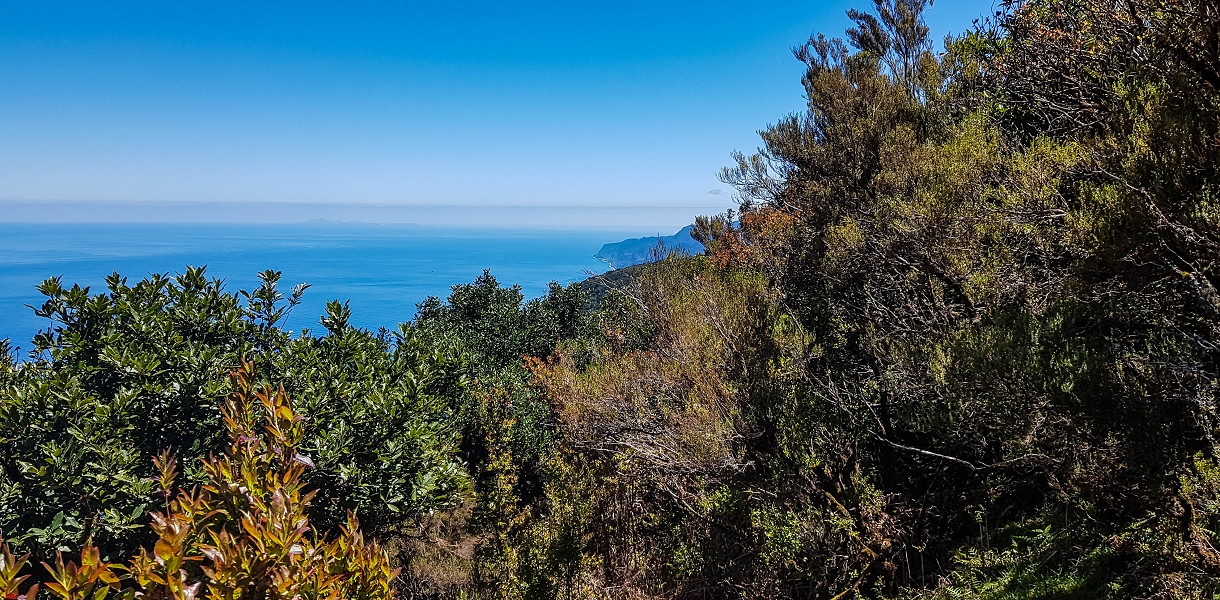05.05.2019 Ribeira Funda - Vereda dos Castanheiros - Fanal - Levada dos Cedros - Tranquada - Ribeira Funda — Seguindo na íngreme Vereda dos Castanheiros — foto 40