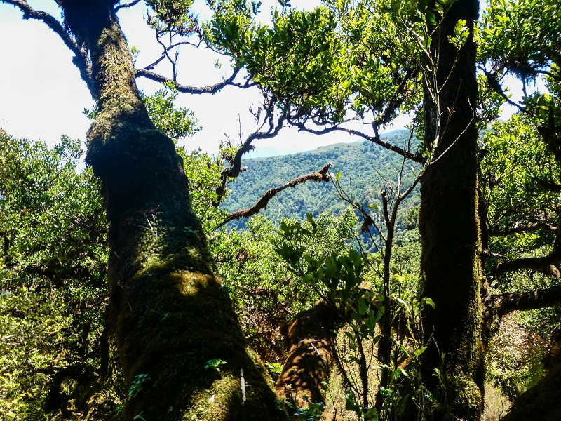 05.05.2019 Ribeira Funda - Vereda dos Castanheiros - Fanal - Levada dos Cedros - Tranquada - Ribeira Funda — Seguindo na íngreme Vereda dos Castanheiros — foto 41