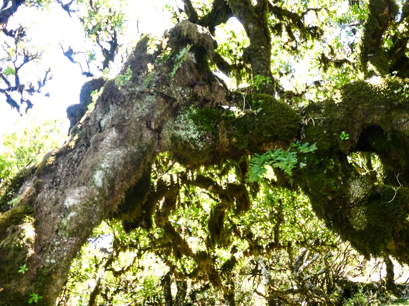 05.05.2019 Ribeira Funda - Vereda dos Castanheiros - Fanal - Levada dos Cedros - Tranquada - Ribeira Funda — Seguindo na íngreme Vereda dos Castanheiros — foto 42