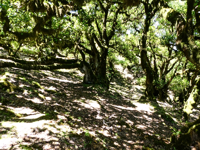 05.05.2019 Ribeira Funda - Vereda dos Castanheiros - Fanal - Levada dos Cedros - Tranquada - Ribeira Funda — Seguindo na íngreme Vereda dos Castanheiros — foto 43