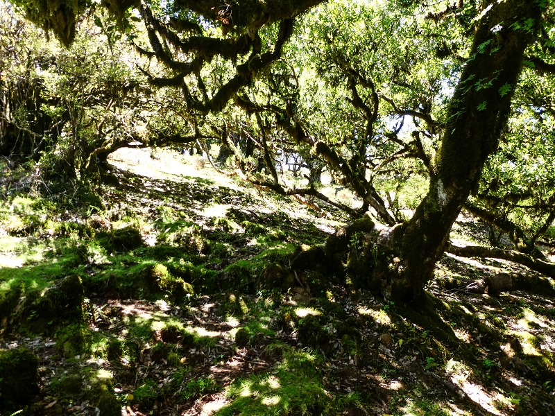05.05.2019 Ribeira Funda - Vereda dos Castanheiros - Fanal - Levada dos Cedros - Tranquada - Ribeira Funda — Seguindo na íngreme Vereda dos Castanheiros — foto 44