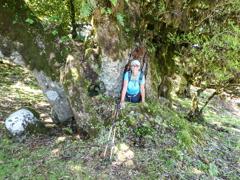 05.05.2019 Ribeira Funda - Vereda dos Castanheiros - Fanal - Levada dos Cedros - Tranquada - Ribeira Funda — Seguindo na íngreme Vereda dos Castanheiros — foto 45