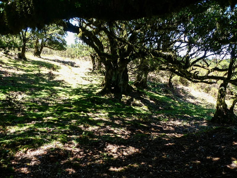 05.05.2019 Ribeira Funda - Vereda dos Castanheiros - Fanal - Levada dos Cedros - Tranquada - Ribeira Funda — Seguindo na íngreme Vereda dos Castanheiros — foto 46