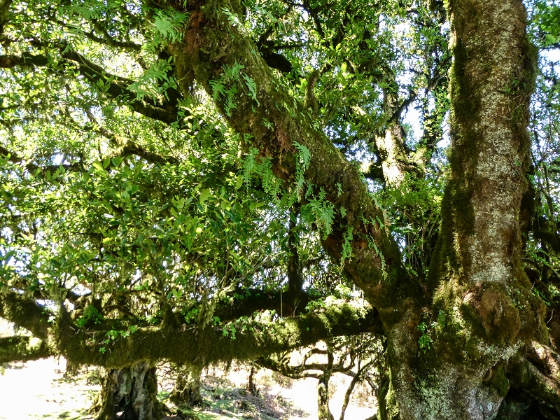 05.05.2019 Ribeira Funda - Vereda dos Castanheiros - Fanal - Levada dos Cedros - Tranquada - Ribeira Funda — Seguindo na íngreme Vereda dos Castanheiros — foto 47