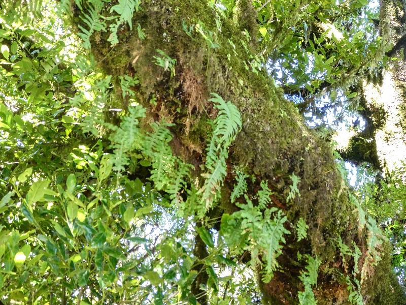 05.05.2019 Ribeira Funda - Vereda dos Castanheiros - Fanal - Levada dos Cedros - Tranquada - Ribeira Funda — Seguindo na íngreme Vereda dos Castanheiros — foto 48