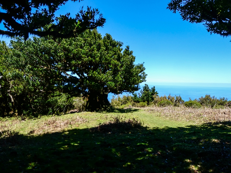 05.05.2019 Ribeira Funda - Vereda dos Castanheiros - Fanal - Levada dos Cedros - Tranquada - Ribeira Funda — No planalto do Fanal — foto 1