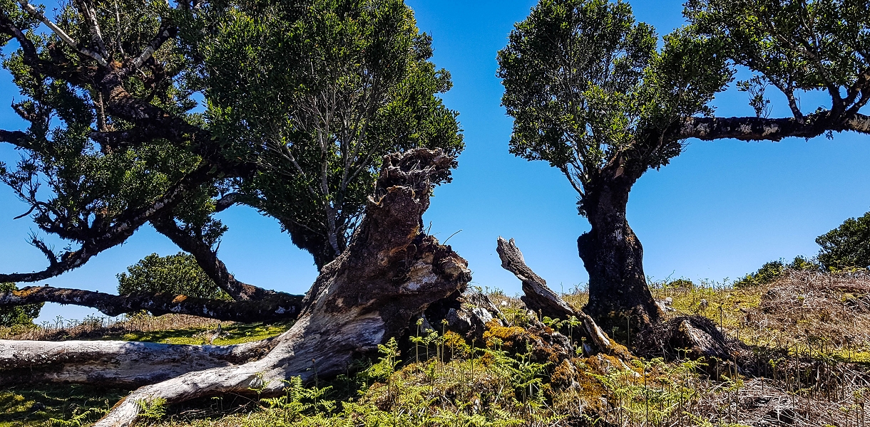05.05.2019 Ribeira Funda - Vereda dos Castanheiros - Fanal - Levada dos Cedros - Tranquada - Ribeira Funda — No planalto do Fanal — foto 2