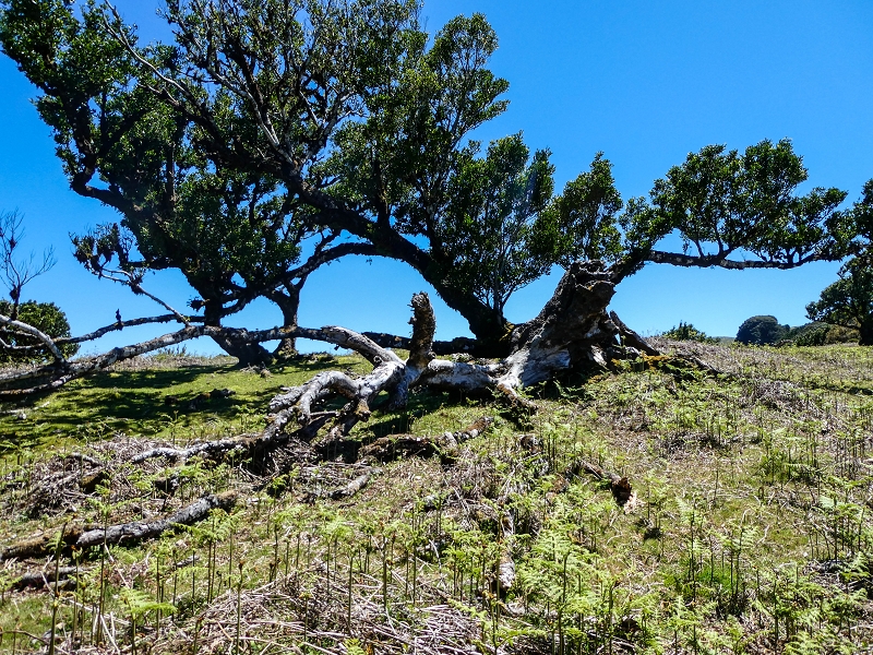 05.05.2019 Ribeira Funda - Vereda dos Castanheiros - Fanal - Levada dos Cedros - Tranquada - Ribeira Funda — No planalto do Fanal — foto 3