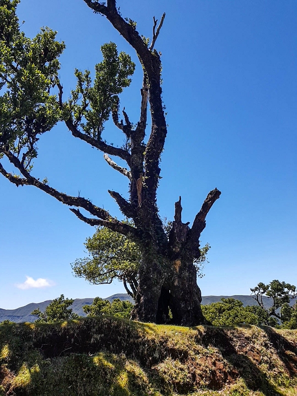 05.05.2019 Ribeira Funda - Vereda dos Castanheiros - Fanal - Levada dos Cedros - Tranquada - Ribeira Funda — No planalto do Fanal — foto 4