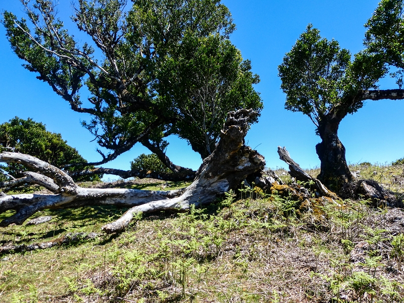 05.05.2019 Ribeira Funda - Vereda dos Castanheiros - Fanal - Levada dos Cedros - Tranquada - Ribeira Funda — No planalto do Fanal — foto 5