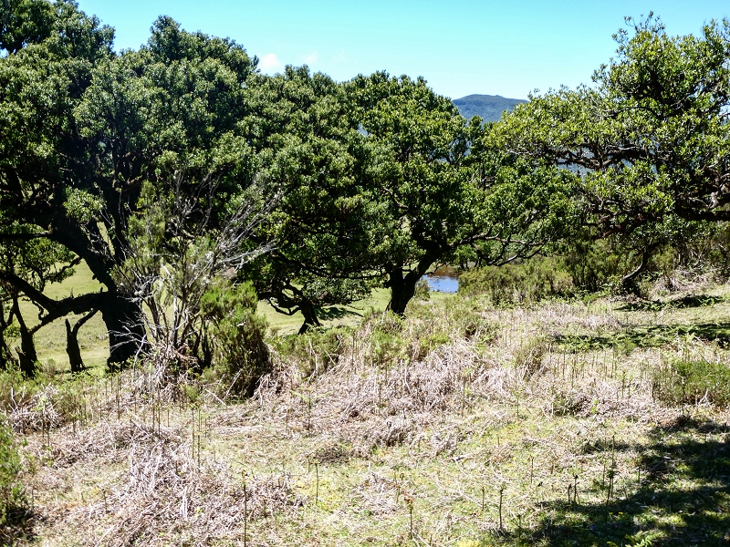 05.05.2019 Ribeira Funda - Vereda dos Castanheiros - Fanal - Levada dos Cedros - Tranquada - Ribeira Funda — No planalto do Fanal — foto 6