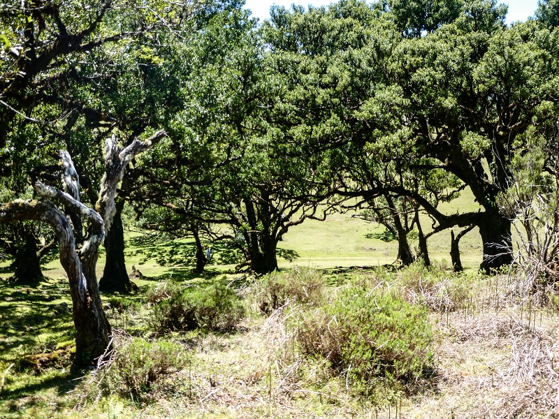 05.05.2019 Ribeira Funda - Vereda dos Castanheiros - Fanal - Levada dos Cedros - Tranquada - Ribeira Funda — No planalto do Fanal — foto 7