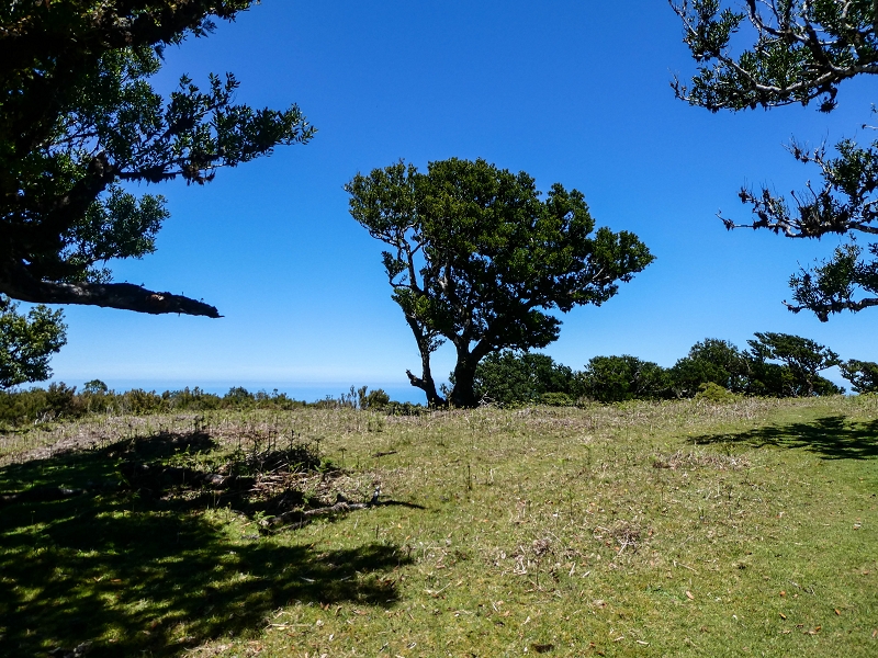 05.05.2019 Ribeira Funda - Vereda dos Castanheiros - Fanal - Levada dos Cedros - Tranquada - Ribeira Funda — No planalto do Fanal — foto 8