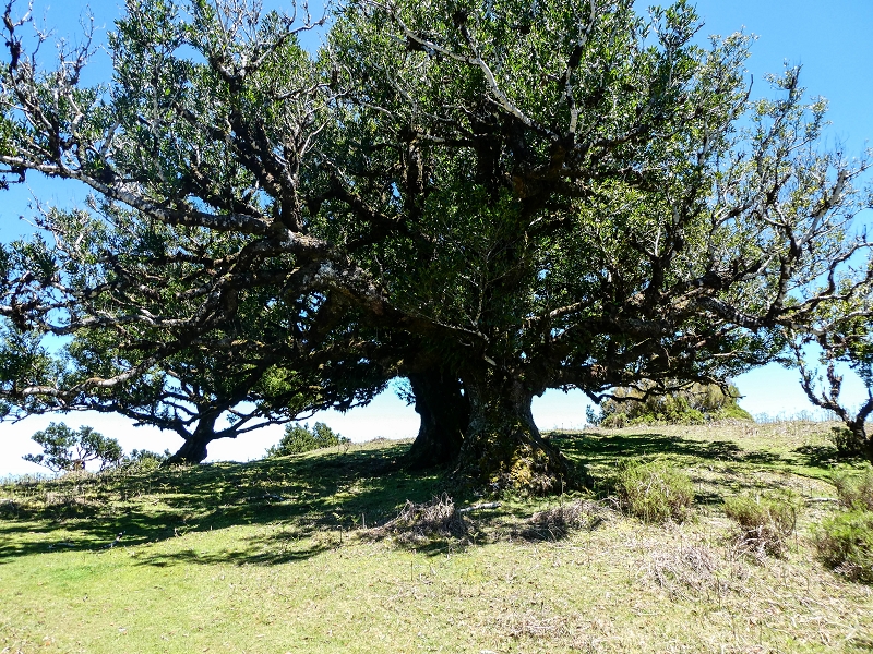 05.05.2019 Ribeira Funda - Vereda dos Castanheiros - Fanal - Levada dos Cedros - Tranquada - Ribeira Funda — No planalto do Fanal — foto 9