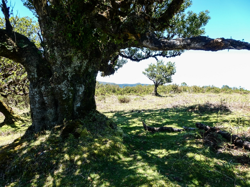 05.05.2019 Ribeira Funda - Vereda dos Castanheiros - Fanal - Levada dos Cedros - Tranquada - Ribeira Funda — No planalto do Fanal — foto 10