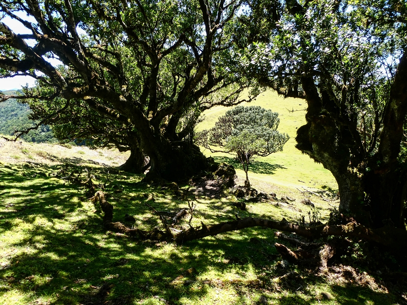 05.05.2019 Ribeira Funda - Vereda dos Castanheiros - Fanal - Levada dos Cedros - Tranquada - Ribeira Funda — No planalto do Fanal — foto 11