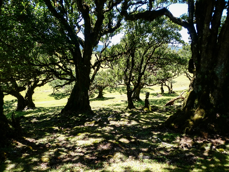 05.05.2019 Ribeira Funda - Vereda dos Castanheiros - Fanal - Levada dos Cedros - Tranquada - Ribeira Funda — No planalto do Fanal — foto 12