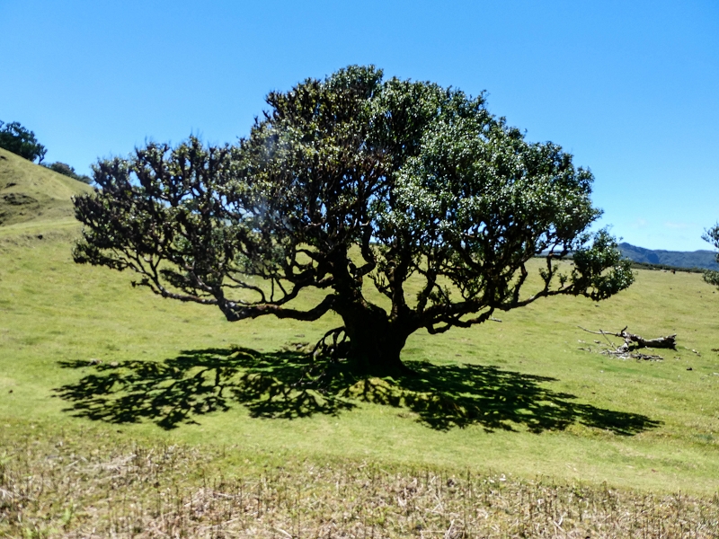 05.05.2019 Ribeira Funda - Vereda dos Castanheiros - Fanal - Levada dos Cedros - Tranquada - Ribeira Funda — No planalto do Fanal — foto 13