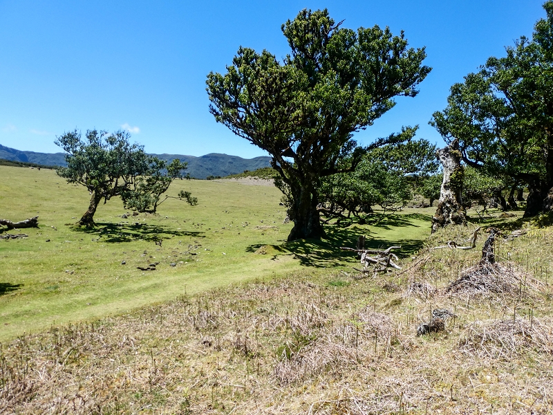 05.05.2019 Ribeira Funda - Vereda dos Castanheiros - Fanal - Levada dos Cedros - Tranquada - Ribeira Funda — No planalto do Fanal — foto 14