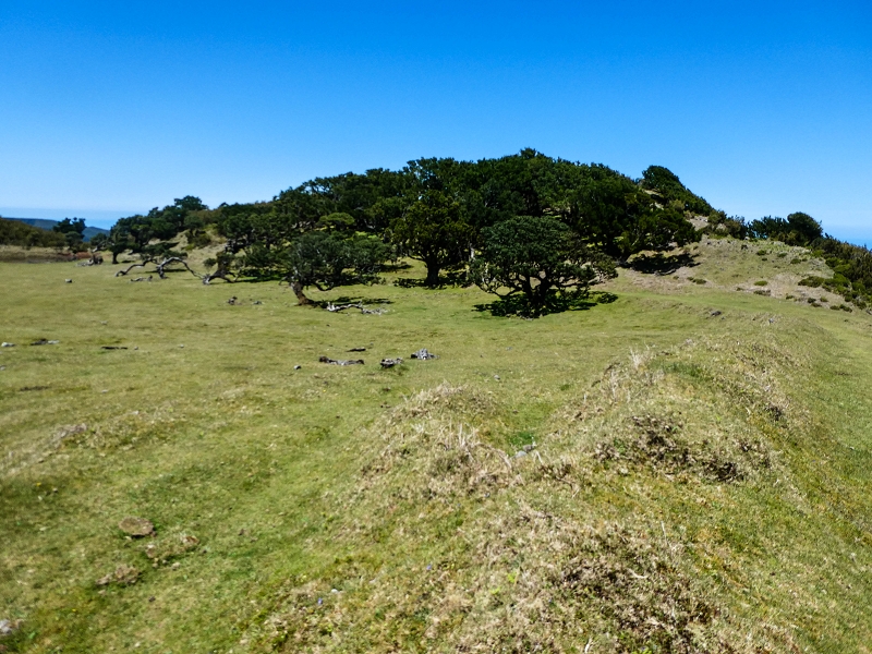 05.05.2019 Ribeira Funda - Vereda dos Castanheiros - Fanal - Levada dos Cedros - Tranquada - Ribeira Funda — No planalto do Fanal — foto 20
