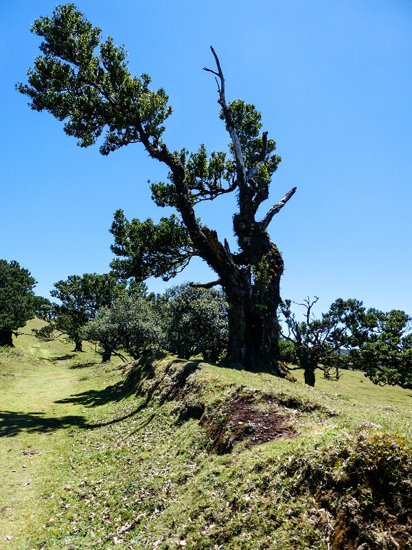 05.05.2019 Ribeira Funda - Vereda dos Castanheiros - Fanal - Levada dos Cedros - Tranquada - Ribeira Funda — No planalto do Fanal — foto 21