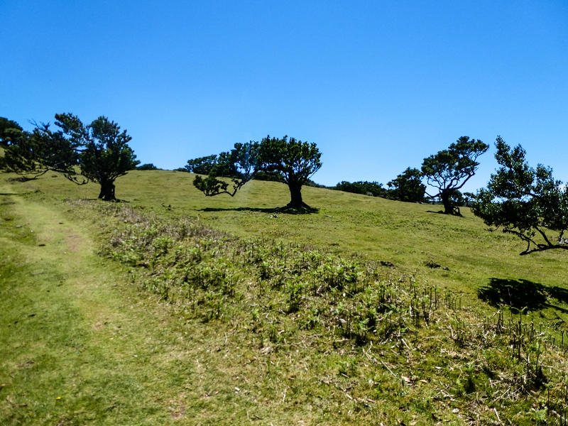 05.05.2019 Ribeira Funda - Vereda dos Castanheiros - Fanal - Levada dos Cedros - Tranquada - Ribeira Funda — No planalto do Fanal — foto 22
