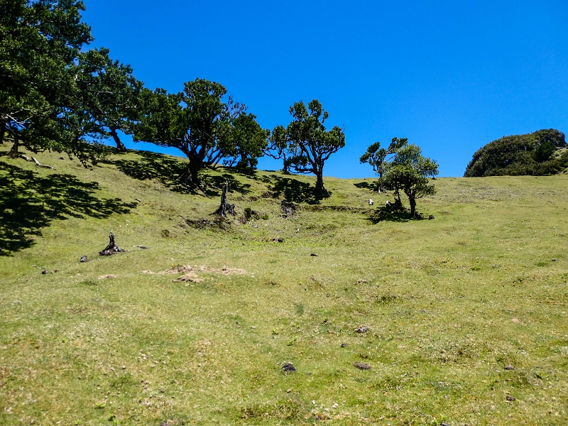 05.05.2019 Ribeira Funda - Vereda dos Castanheiros - Fanal - Levada dos Cedros - Tranquada - Ribeira Funda — No planalto do Fanal — foto 23