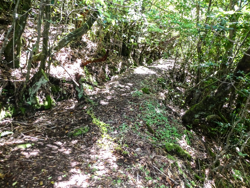 05.05.2019 Ribeira Funda - Vereda dos Castanheiros - Fanal - Levada dos Cedros - Tranquada - Ribeira Funda — A Levada Velha dos Cedros — foto 1
