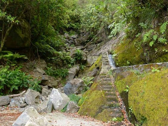 05.08.2012 Folhadal PR 17 — Auf der Levada do Norte im Folhadal — Foto 4